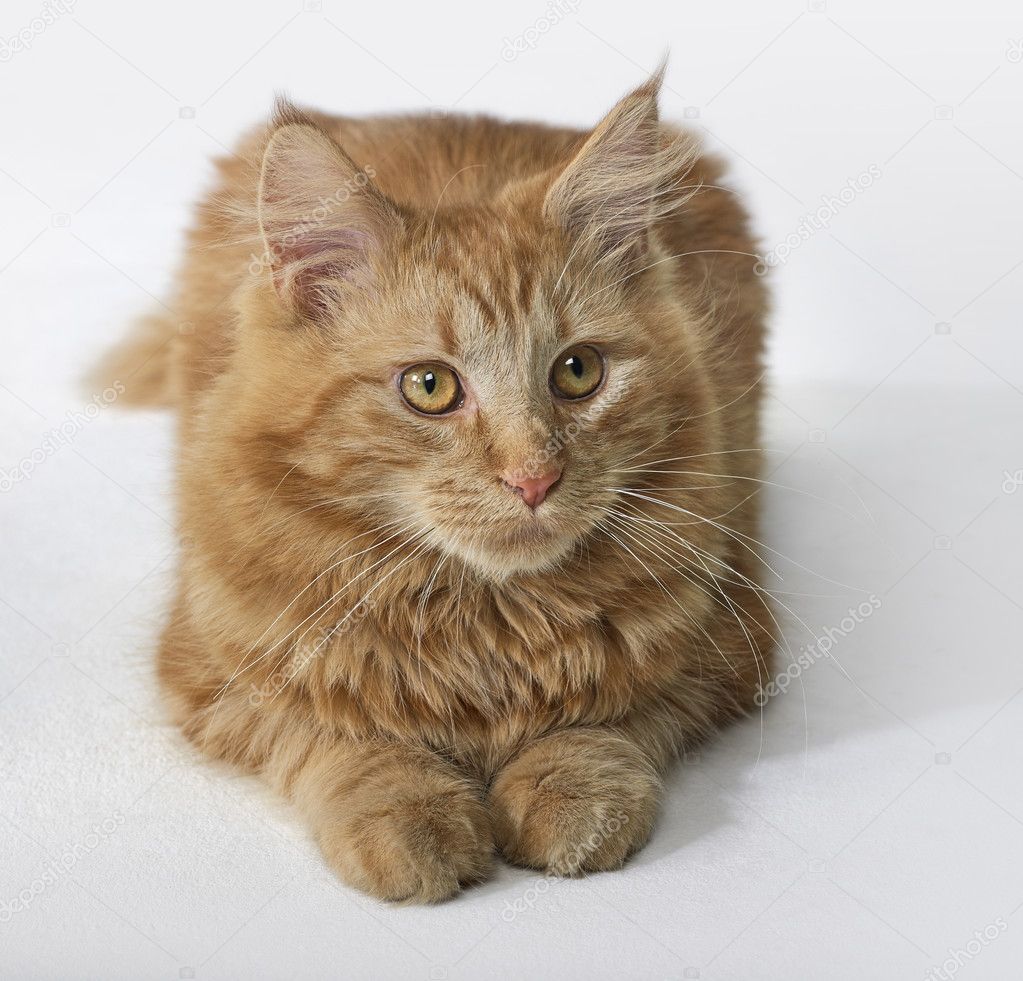 Maine Coon kitten portrait Stock Photo by ©prill 7297728