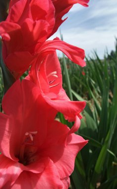 Red gladiolus flower clipart