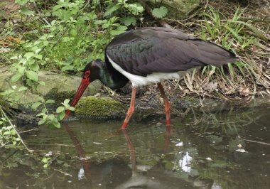 Wading Black Stork clipart