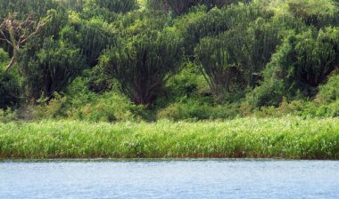 Around Kazinga Channel in Uganda clipart