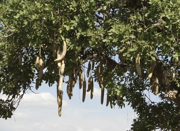 Sosis ağaç meyve — Stok fotoğraf