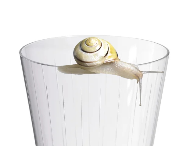 stock image Grove snail on a drinking glass