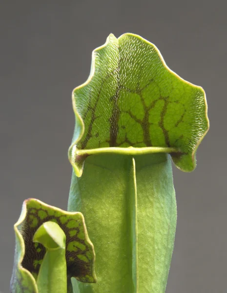 Detail masožravých rostlin — Stock fotografie