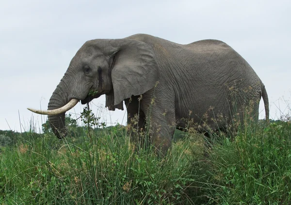Elefant i hög odlas gräs — Stockfoto