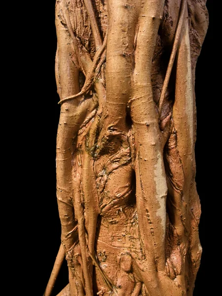 Rooty стебло — стокове фото