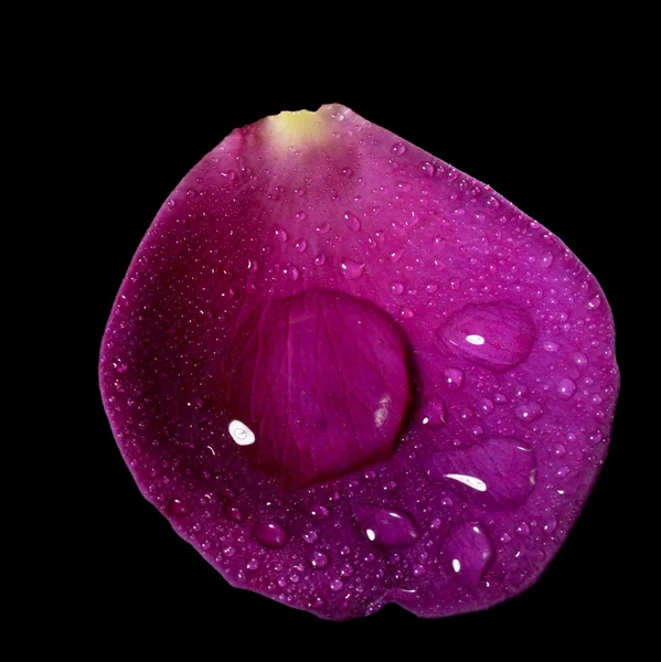 Mokre fioletowy płatek róży — Zdjęcie stockowe