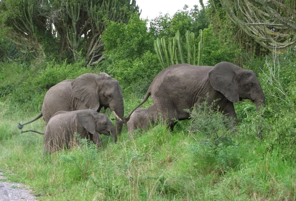 Famiglia di elefanti in Africa — Foto Stock