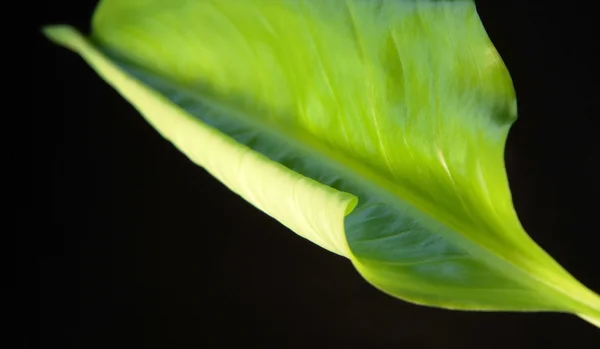 Green rolled spring leaf — Stock Photo, Image
