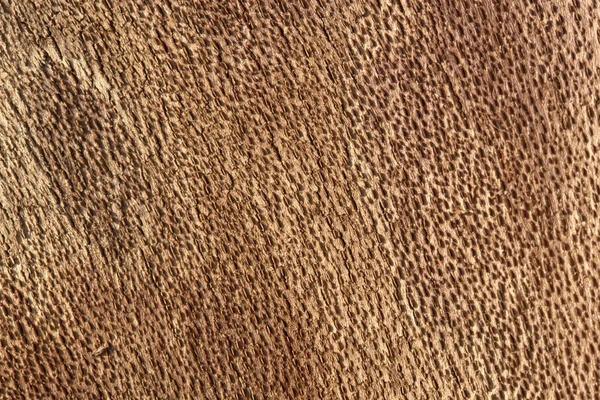 Inside bark detail — Stock Photo, Image
