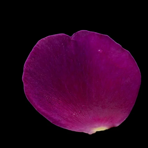 Fialové růžové okvětní lístky — Stock fotografie