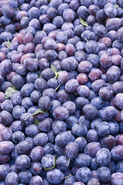 Beaucoup de prunes — Photo