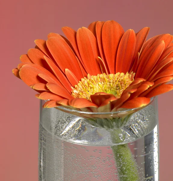 Gerbera flor primer plano —  Fotos de Stock
