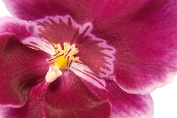 Orquídea violeta —  Fotos de Stock