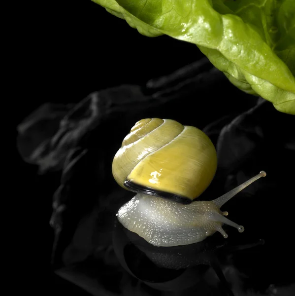 Yellow Grove snail and salad — Stock Photo, Image
