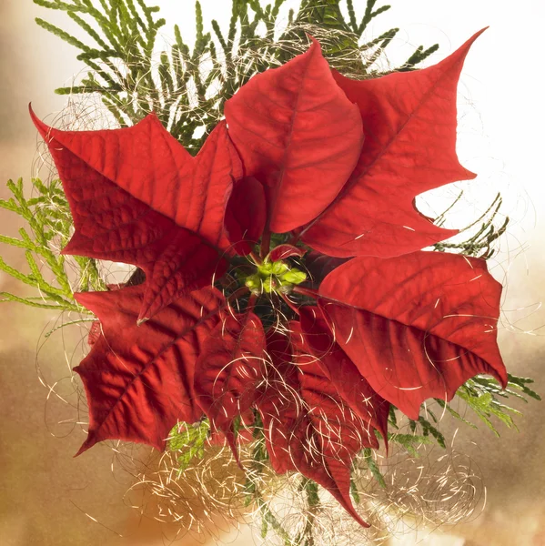 Julstjärna blomma — Stockfoto