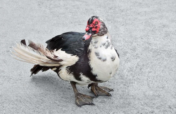 Pato en suelo pedregoso — Foto de Stock