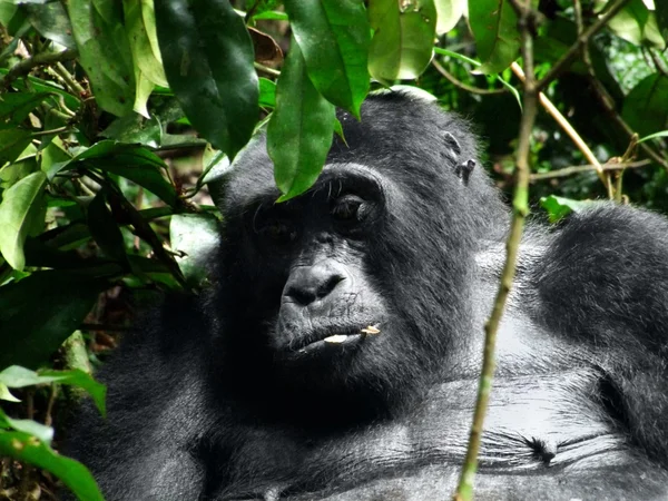 Gorila en África — Foto de Stock