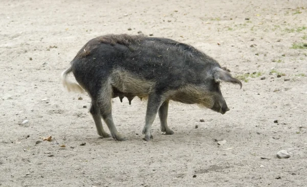 Mangalitsa свиня — стокове фото