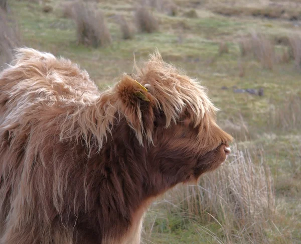 Sideways portrait of a Highland cattle — Stock Photo, Image