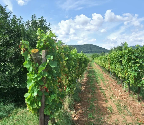 Vineyard scenery in Alsace — Stock Photo, Image