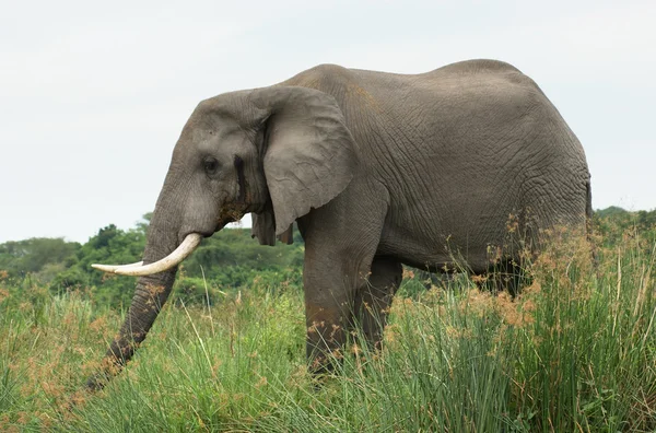 Elefante in Africa lateralmente — Foto Stock