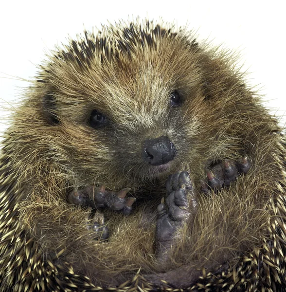 Rolled-up hedgehog portrait — Stock Photo, Image
