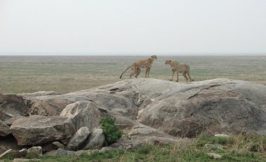 Cheetahs on a stone clipart