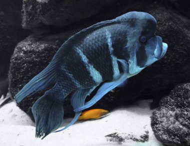 Blue Cichlid and stones clipart