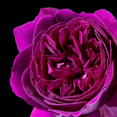 Violet filled rose flower detail clipart