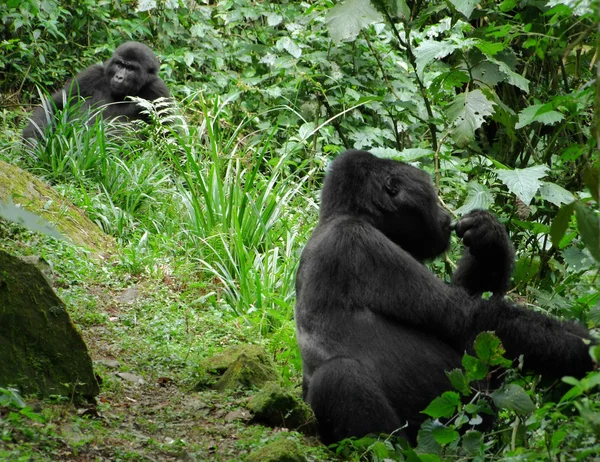Gorilas de montaña en el bosque nuboso — Foto de Stock