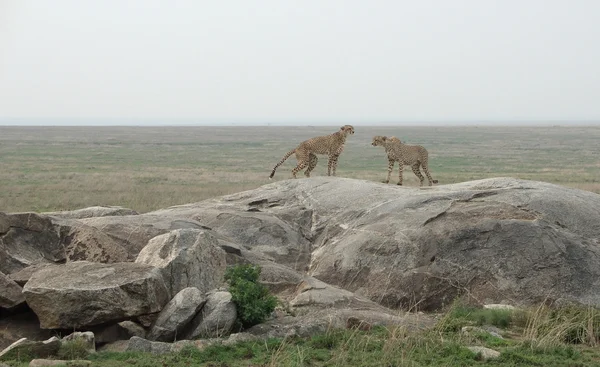 Cheetahs on a stone — Stock Photo, Image