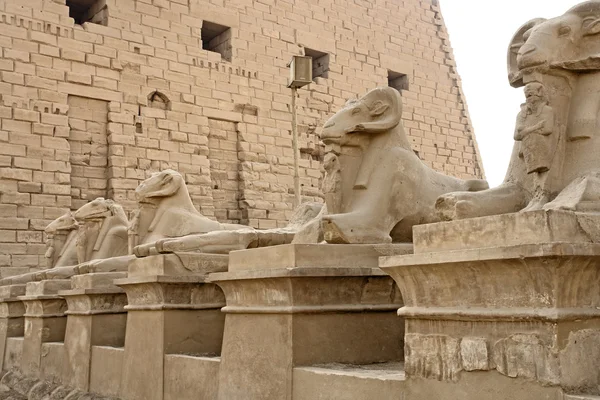 Sphinxes at Precinct of Amun-Re — Stock Photo, Image