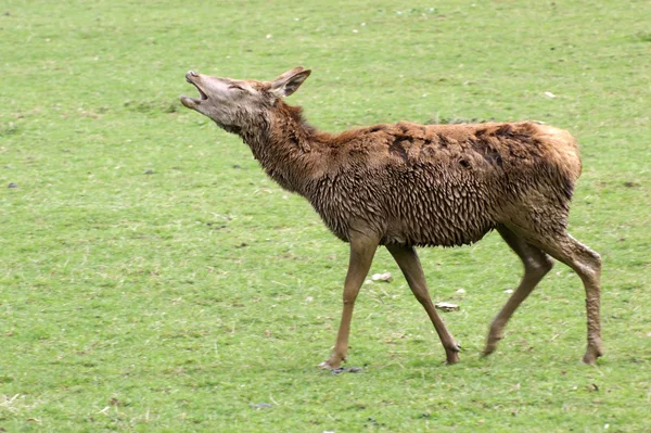Wet Red Deer on green grassland — Stock Photo, Image