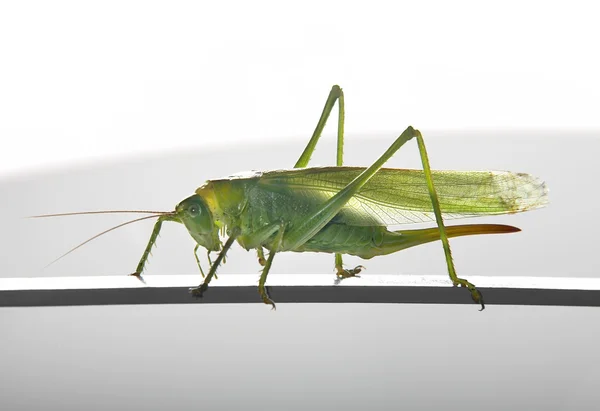 Zielony kobieta grasshopper — Zdjęcie stockowe