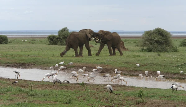 Lucha contra los elefantes en África —  Fotos de Stock