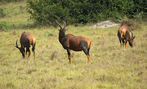 Tsessebe común en la sabana africana — Foto de Stock