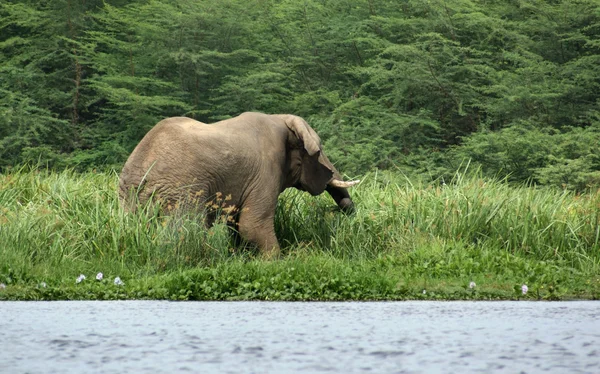 Bord de l'eau des éléphants en Afrique — Photo