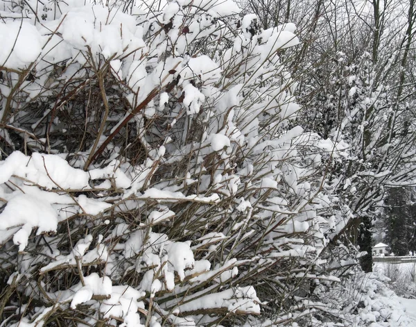 Karla kaplı dallar — Stok fotoğraf