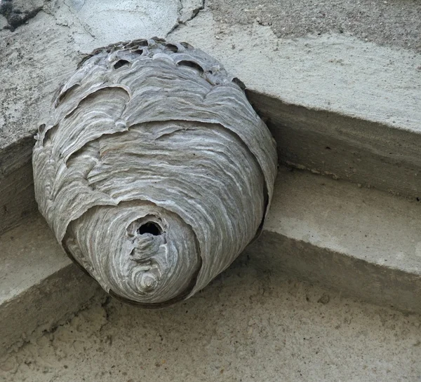 Ninho de vespas sob um teto saliente — Fotografia de Stock