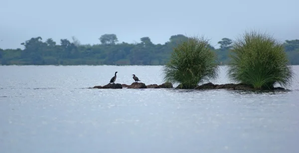 Lac Victoria près de Entebbe — Photo
