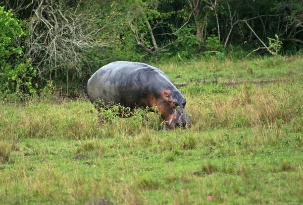 Nilpferd in Uganda — Stockfoto