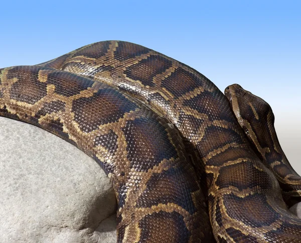 Rincian Python pada batu — Stok Foto