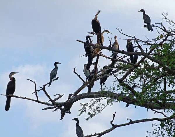 Aves africanas na copa das árvores — Fotografia de Stock