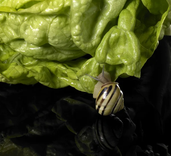 Lumaca di boschetto e insalata verde — Foto Stock