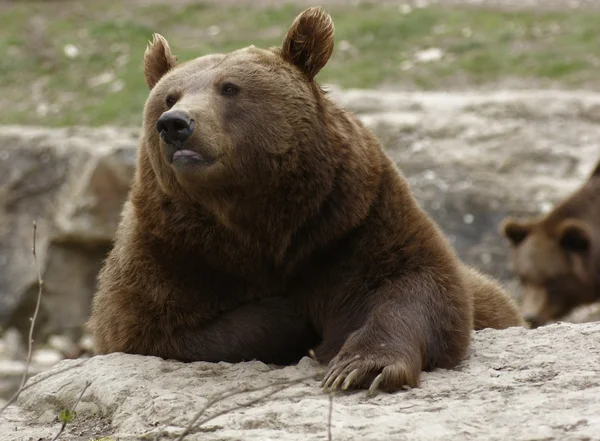 在地上休息的棕色的熊 — 图库照片