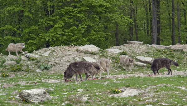Orgullo de lobos grises —  Fotos de Stock