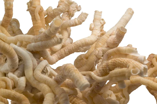 Serpulid worm tubes — Stock Photo, Image