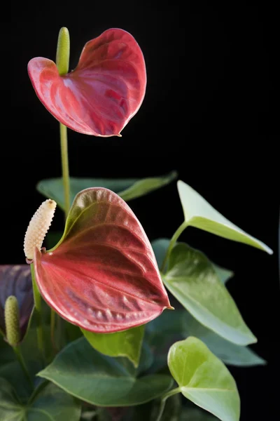 Фламинго Цветок в черной спине — стоковое фото