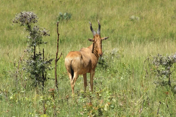 Hartebeest in the savannah — Stock Photo, Image