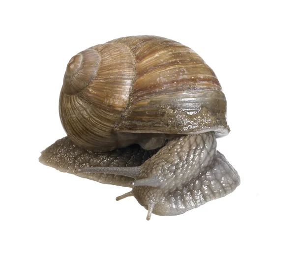 Backside of a grapevine snail — Stock Photo, Image